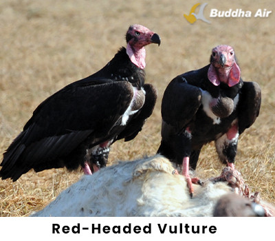 Red Headed Vulture